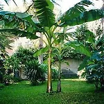 Il Giardino Di Giulia 2 3* ローマ