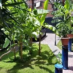 Il Giardino Di Giulia 2 3*